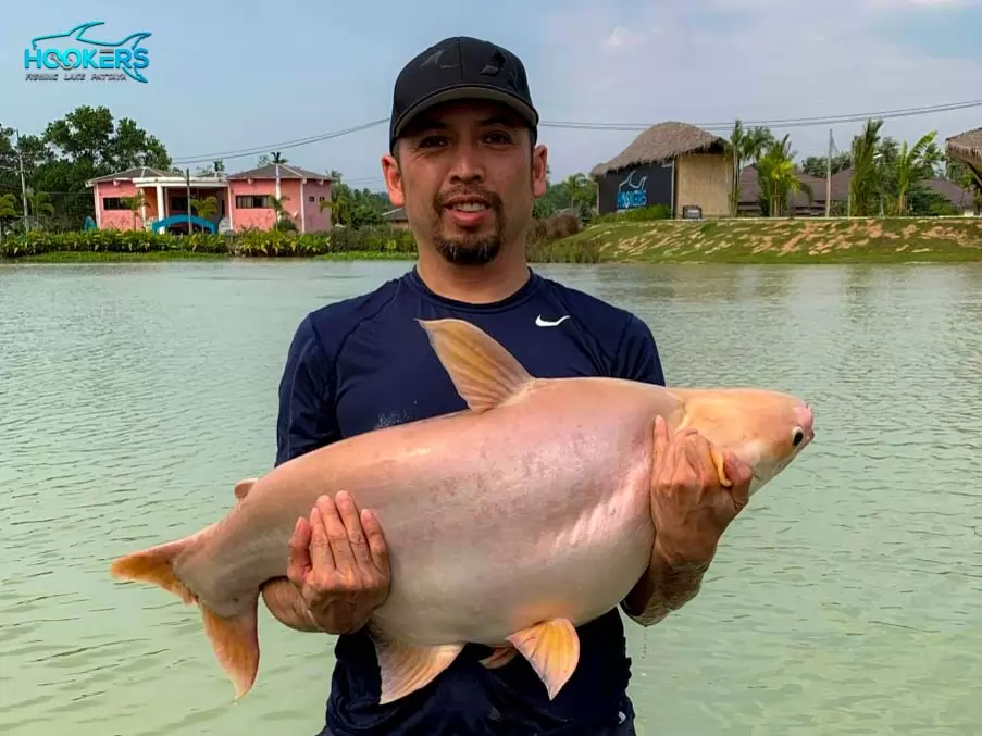 Albino Iridescent Shark 2